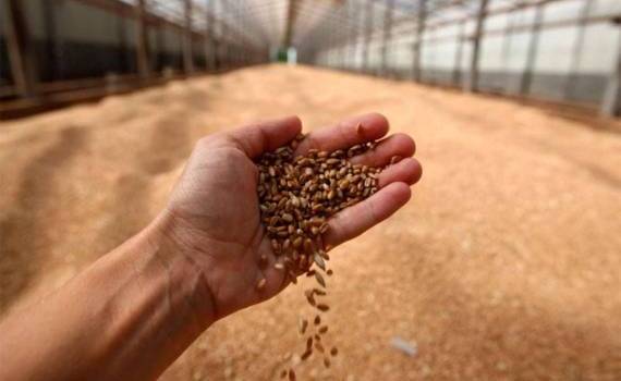 IGC прогнозирует снижение мирового производства зерна - agroexpert.md