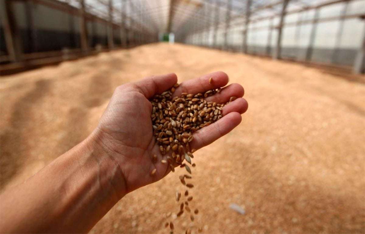 IGC прогнозирует снижение мирового производства зерна - agroexpert.md
