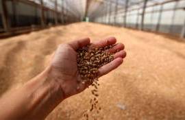 IGC прогнозирует снижение мирового производства зерна - agroexpert.md