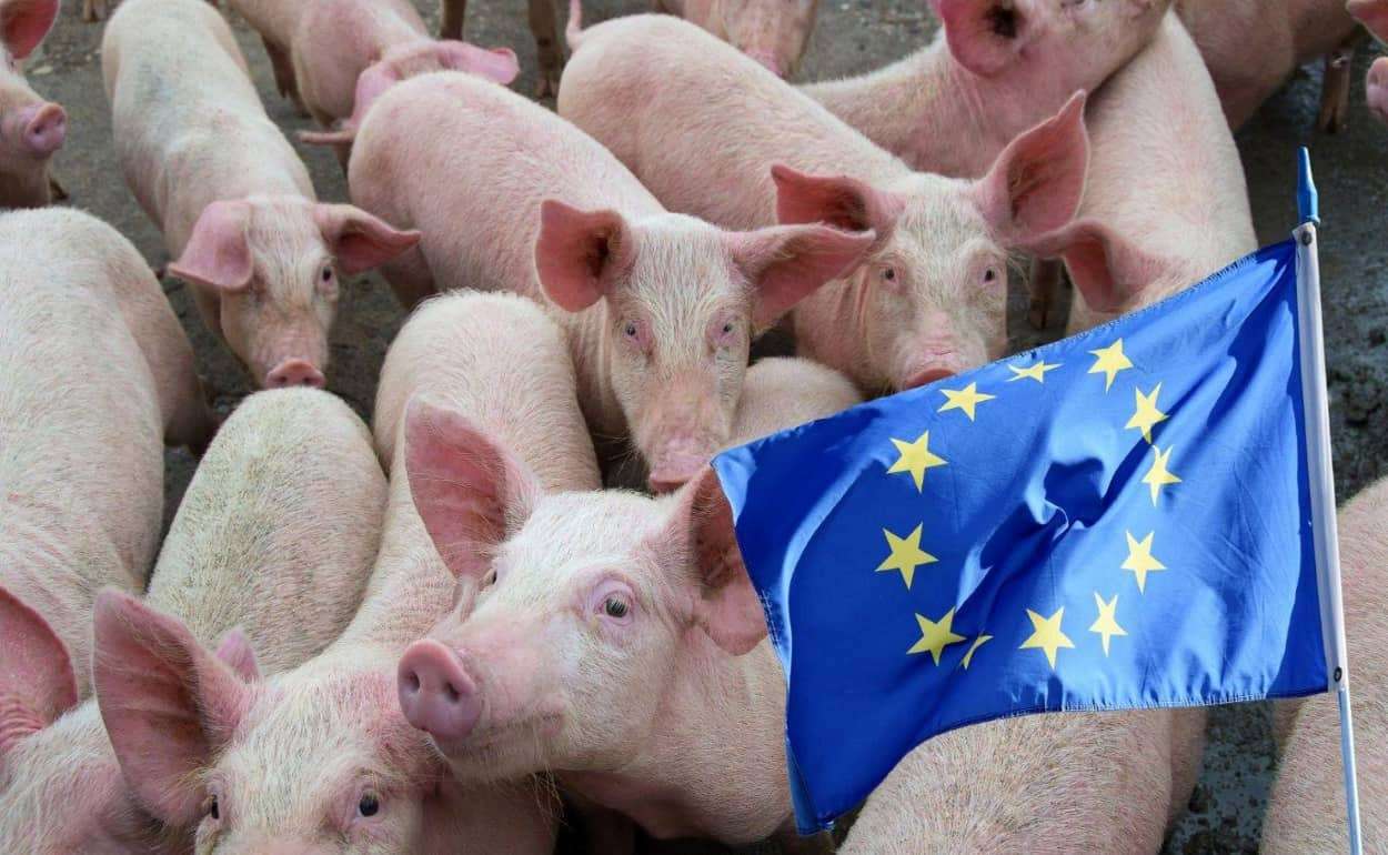 Еврокомиссия прогнозирует снижение объемов производства в свиноводстве ЕС - agroexpert.md