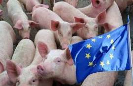 Еврокомиссия прогнозирует снижение объемов производства в свиноводстве ЕС - agroexpert.md