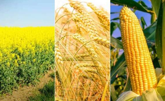 В ЕС ухудшили прогноз по урожайности ключевых сельхозкультур - agroexpert.md