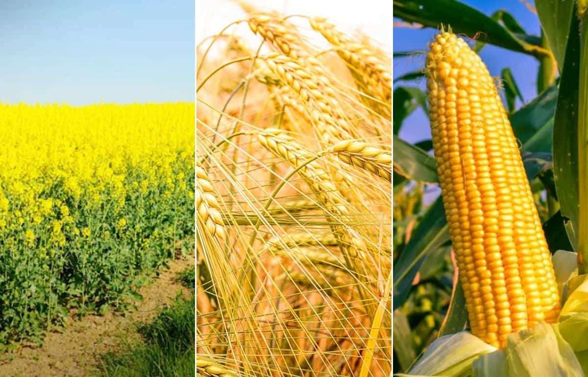 В ЕС ухудшили прогноз по урожайности ключевых сельхозкультур - agroexpert.md