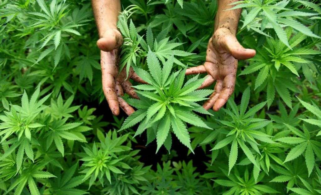 Câte hectare de cânepă industrială vor fi cultivate în acest an - agroexpert.md