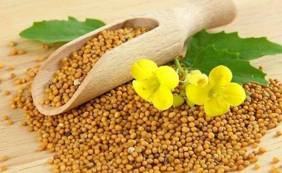ЕС в 2025/26 маркетинговом году нарастил импорт семян горчицы - agroexpert.md