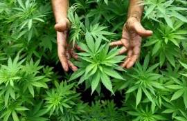 Câte hectare de cânepă industrială vor fi cultivate în acest an - agroexpert.md