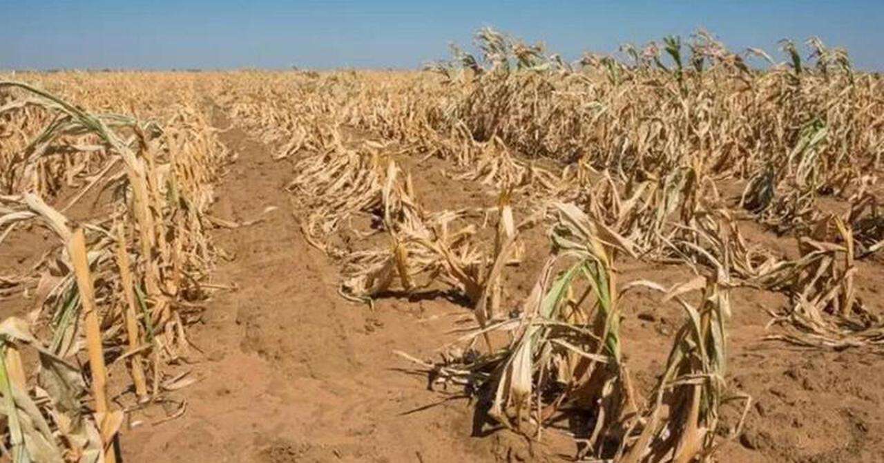 Ajutor de 50 mil. lei pentru fermierii afectați de seceta din 2025 - agroexpert.md