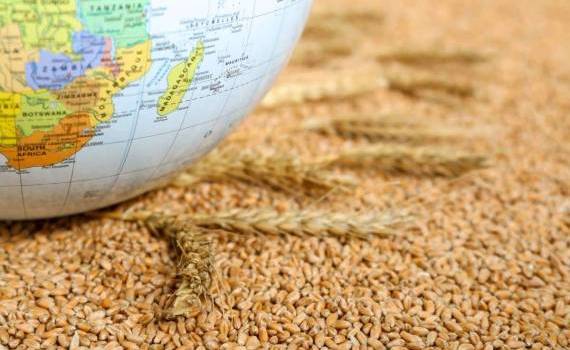 Мировой рынок: пшеница, кукуруза и соя подорожали в четверг - agroexpert.md