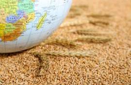Мировой рынок: пшеница, кукуруза и соя подорожали в четверг - agroexpert.md