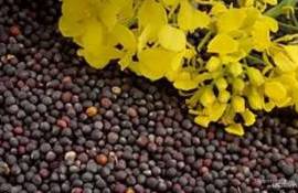 Влияние роста цен на нефть на мировые и украинские цены рапса - agroexpert.md