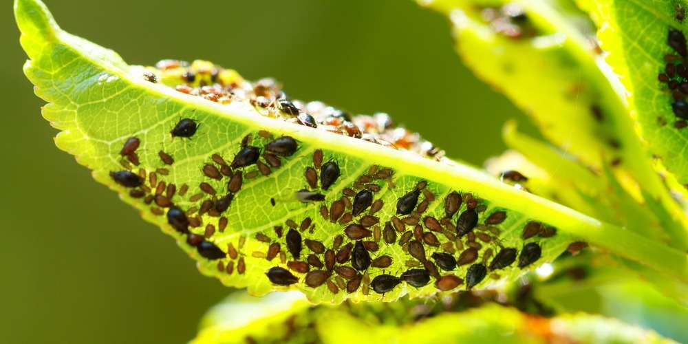 Metode de control al insectelor în livezi: soluții practice - agroexpert.md