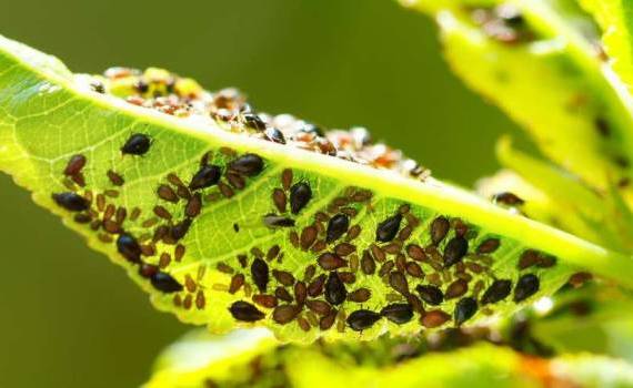Metode de control al insectelor în livezi: soluții practice - agroexpert.md