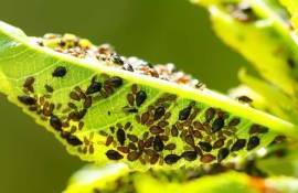 Metode de control al insectelor în livezi: soluții practice - agroexpert.md