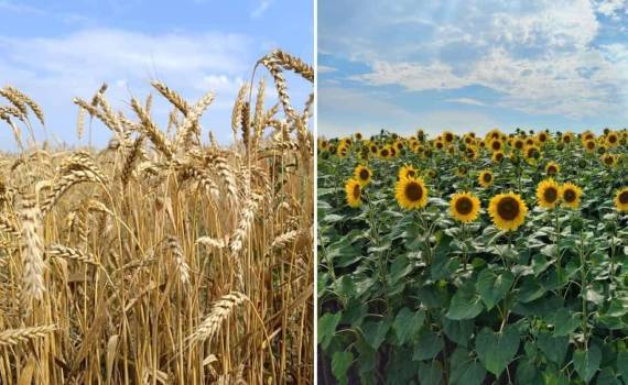 Как изменились цены на зерно и масличные за неделю - agroexpert.md