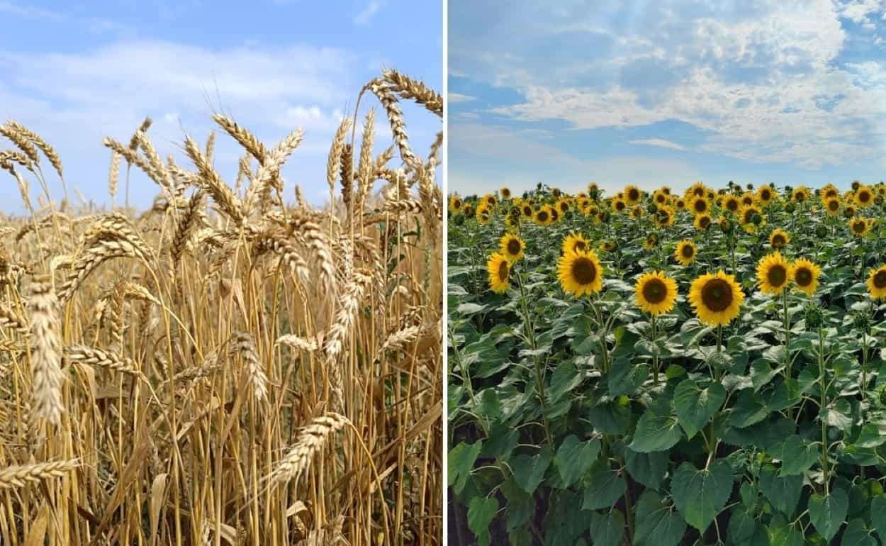 Как изменились цены на зерно и масличные за неделю - agroexpert.md