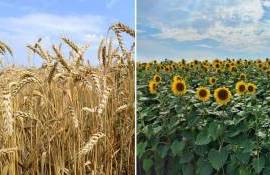 Как изменились цены на зерно и масличные за неделю - agroexpert.md