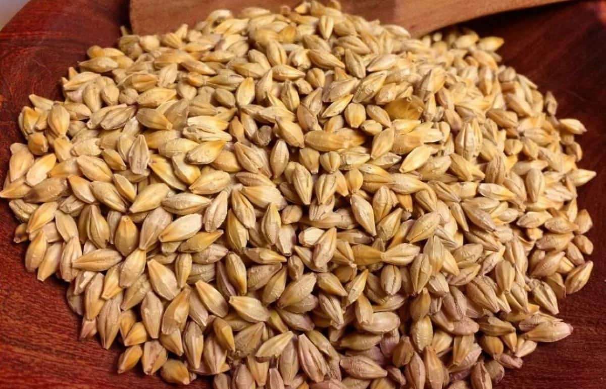 Анализ Украинского рынка ячменя: предпосылки к росту цен - agroexpert.md