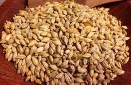 Анализ Украинского рынка ячменя: предпосылки к росту цен - agroexpert.md