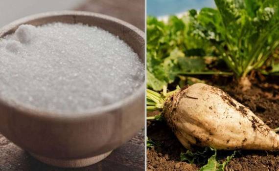 Сахарная отрасль в Европе сокращается — отменяют контракты с фермерами - agroexpert.md