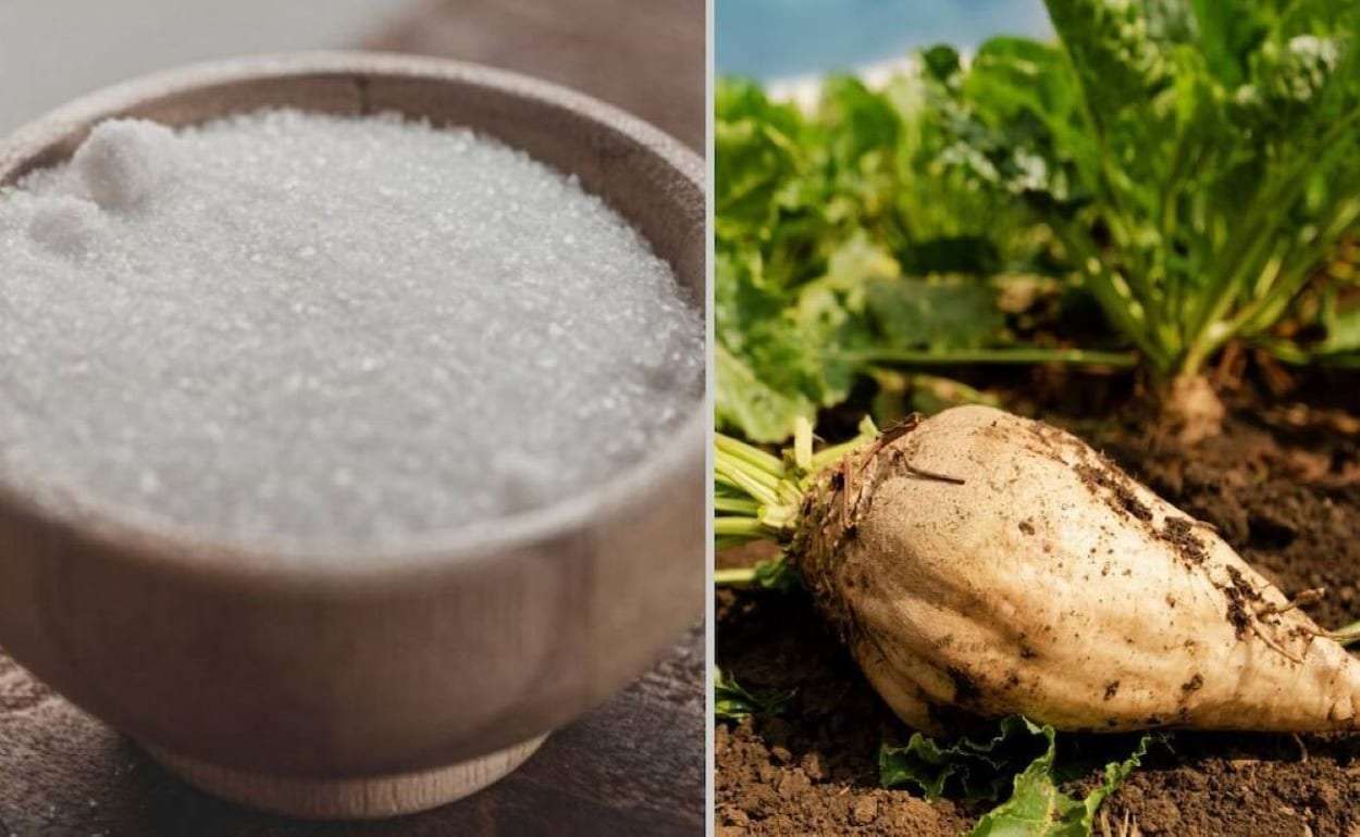 Сахарная отрасль в Европе сокращается — отменяют контракты с фермерами - agroexpert.md