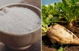 Сахарная отрасль в Европе сокращается — отменяют контракты с фермерами - agroexpert.md