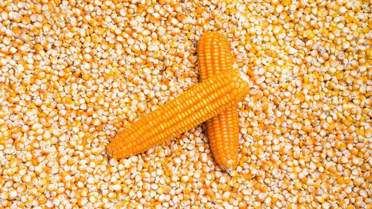 Porumbul, scump decât grâul: Care sunt prețurile în R. Moldova - agroexpert.md