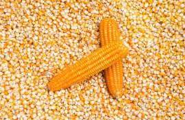 Porumbul, scump decât grâul: Care sunt prețurile în R. Moldova - agroexpert.md