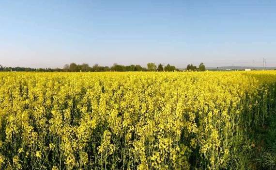 В Украине повышаются цены на рапс нового урожая - agroexpert.md