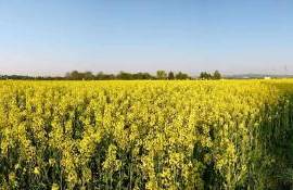 В Украине повышаются цены на рапс нового урожая - agroexpert.md