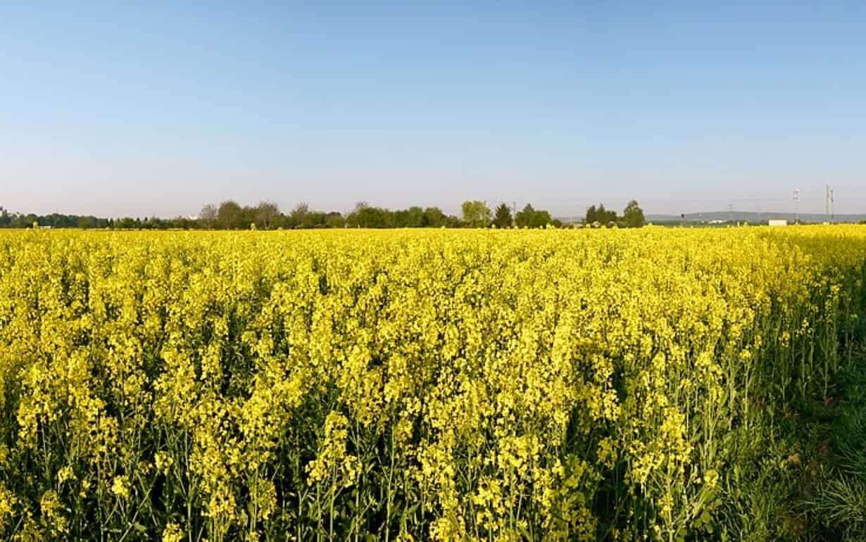 В Украине повышаются цены на рапс нового урожая - agroexpert.md