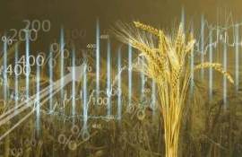 В понедельник на бирже MATIF цены на пшеницу и кукурузу снижались - agroexpert.md