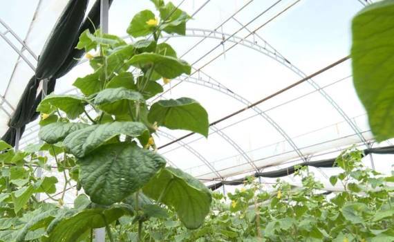 Фермер из Дрокии использует теплицы для снижения климатических рисков - agroexpert.md
