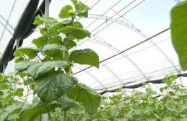 Фермер из Дрокии использует теплицы для снижения климатических рисков - agroexpert.md