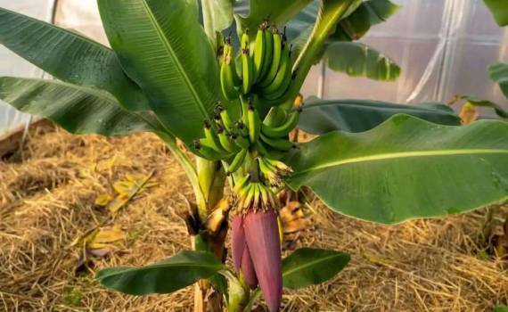 Первый урожай сочинских бананов ожидают местные аграрии - agroexpert.md
