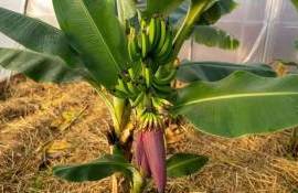 Первый урожай сочинских бананов ожидают местные аграрии - agroexpert.md