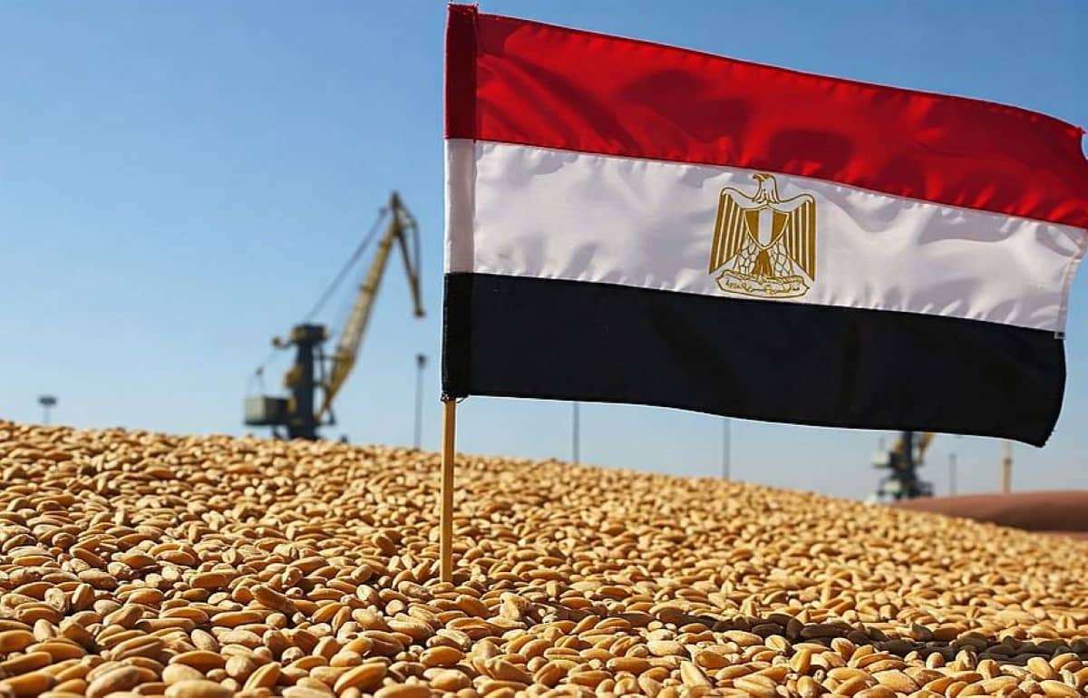 Египет намерен стать глобальным центром хранения и торговли зерном - agroexpert.md