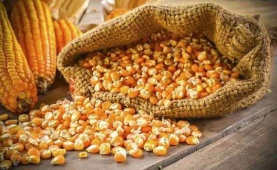 Цены на украинскую фуражную кукурузу выросли на прошлой неделе - agroexpert.md