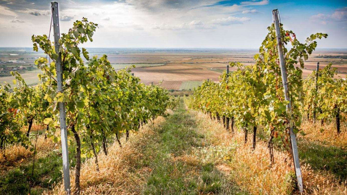 viță-de-vie până la înflorit- AGROEXPERT.MD