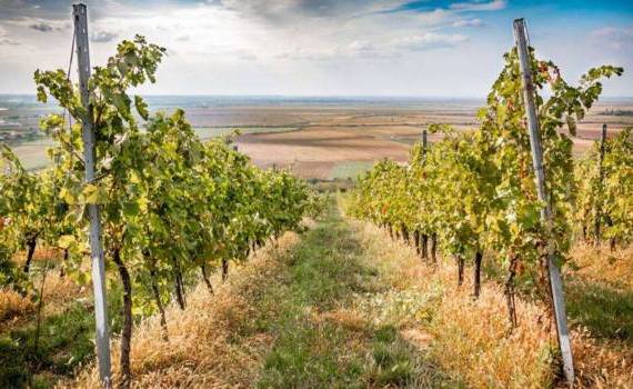 viță-de-vie până la înflorit- AGROEXPERT.MD