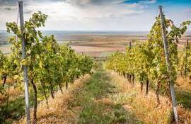 viță-de-vie până la înflorit- AGROEXPERT.MD