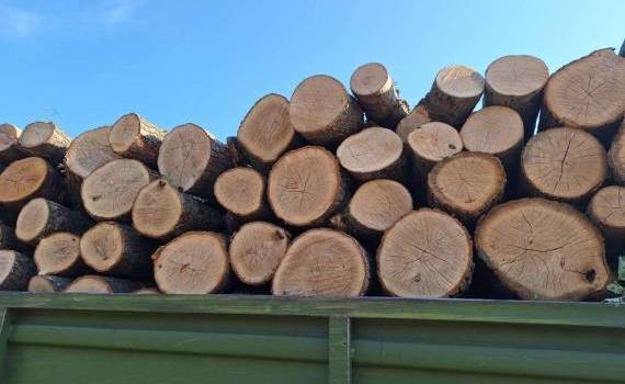 transport ilegal lemne - agroexpert.md