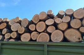 transport ilegal lemne - agroexpert.md