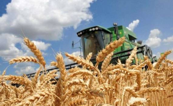 Еврокомиссия сократила прогноз зерновых, но увеличила масличные культуры - agroexpert.md