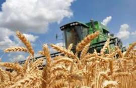 Еврокомиссия сократила прогноз зерновых, но увеличила масличные культуры - agroexpert.md