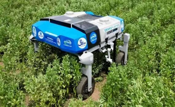 В Китае создали первого умного робота для уборки свежих бобов - agroexpert.md