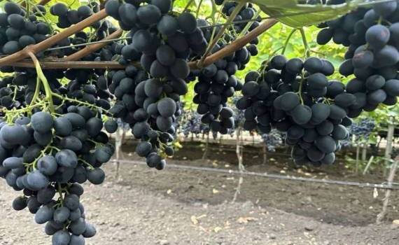 Погодные условия не сильно повлияли на урожай винограда в Молдове - agroexpert.md