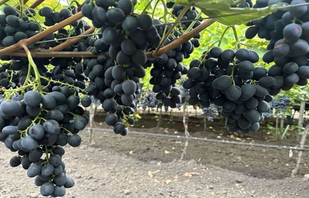 Погодные условия не сильно повлияли на урожай винограда в Молдове - agroexpert.md