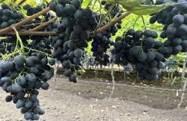 Погодные условия не сильно повлияли на урожай винограда в Молдове - agroexpert.md
