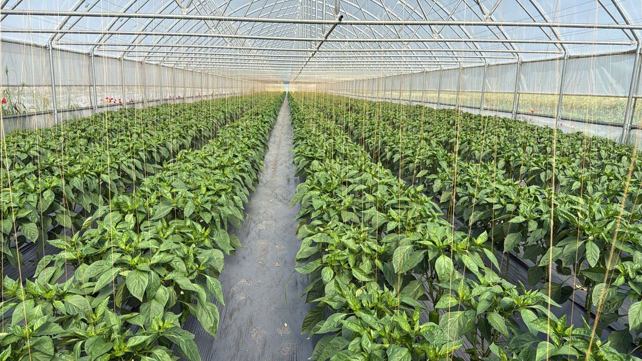 Combaterea afidelor la legume: Corteva recomandă Closer™  - agroexpert.md