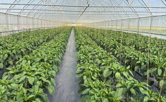 Combaterea afidelor la legume: Corteva recomandă Closer™  - agroexpert.md